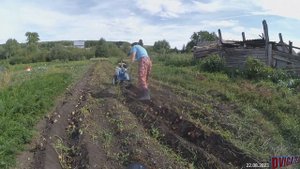 Копаю картошку окучником, Нева мб23 2023