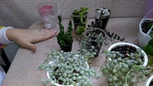 #Мои_комнатные_растения_2021 //  Мои Дисхидии  //  Уход и содержание