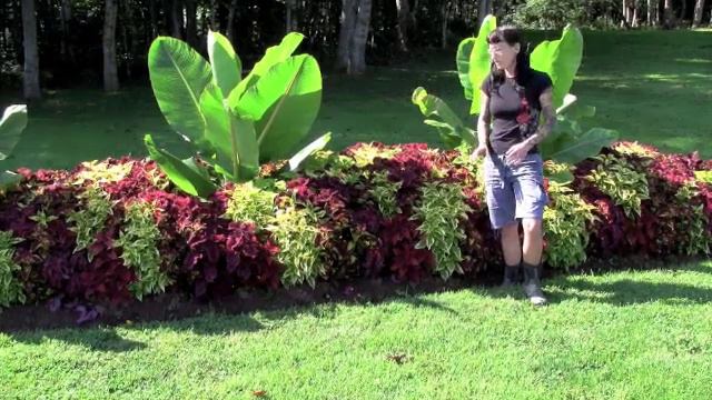 Coleus Starter Plants - Veseys смотреть онлайн