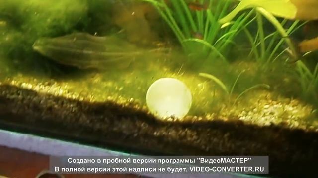 Борьба с водорослями в аквариуме(нитчатка и олений рог)Kampf gegen Algen im Aquarium