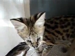 Крутышка - котенок Сервал дома (подросток)