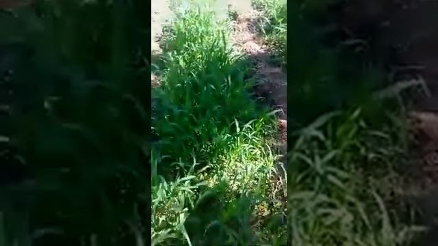 КАКИЕ СИДЕРАТЫ СЕЯТЬ ПОСЛЕ КАРТОФЕЛЯ!
