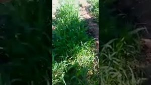 КАКИЕ СИДЕРАТЫ СЕЯТЬ ПОСЛЕ КАРТОФЕЛЯ!