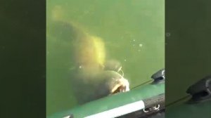 Вот это рыбалка сом 100 кг | fishing ?