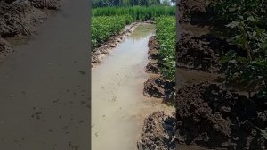 первыи полив хлопка после 85 днеи