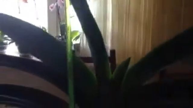 Vanda🌸 обзор о моей орхидеи Ванда и немного о cattleya, которую купила 19.06.2017, обработала смотреть онлайн