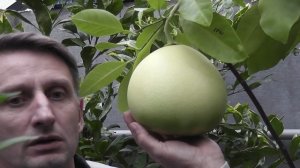Помело Citrus grandis "Chandler"