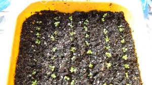 ЛОБЕЛИЯ. ПОСЕВ ГРАНУЛ ЛОБЕЛИИ. ОБЗОР ВСХОДОВ. СЕЗОН 2019