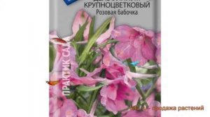 Дельфиниум крупноцветковый Розовая бабочка ? обзор: как сажать, семена дельфиниума Розовая бабочка