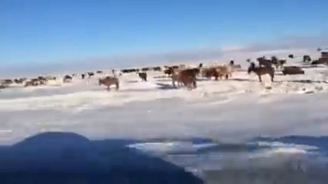 Блюда казахской кухни.
