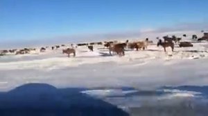 Блюда казахской кухни.