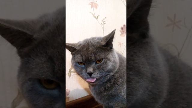 Кот как на GIF смотреть онлайн