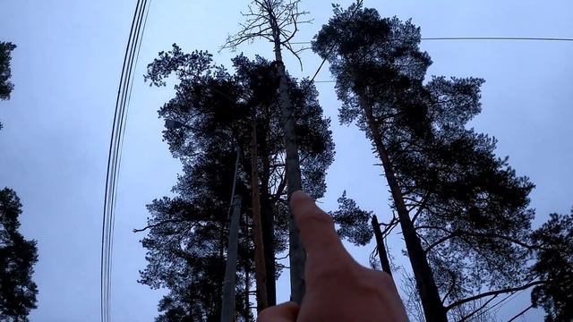 Удаляем мертвые и гнилые сосны...