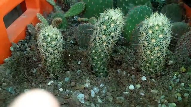 Mammillaria elongata Golden star cactus offsets propagation смотреть онлайн