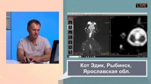 Атаксия у кошек  как лечить