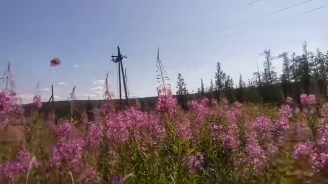 Эвенкия как цветёт иван чай смотреть онлайн