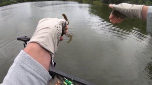 Carolina Rig: Great Technique for Catching Summer Bass on the Slowest Days! (Cherokee Lake)