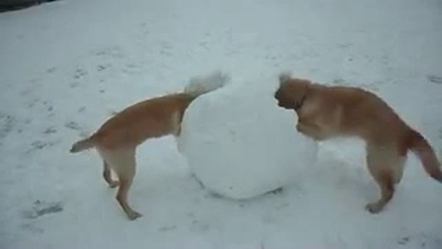 Осторожно, злой ретривер! =))) Джокер и Рокки смотреть онлайн