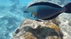 Jaz Fanara Resort & Residence 4*