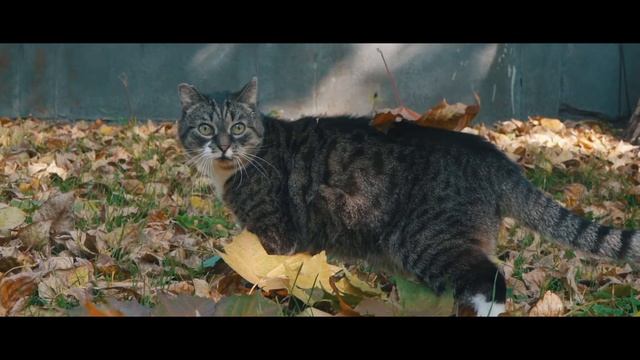 @finstacatmoscow - Sony a7 iii, 28-70 kit test смотреть онлайн