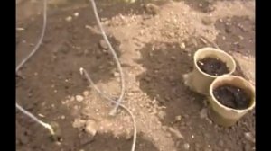 Капельный полив томатов и огурцов в теплице