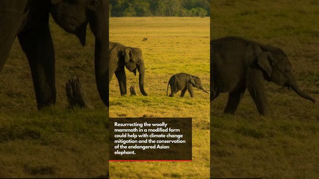 Scientists want to resurrect the woolly mammoth  They just got $15 million to make it happen