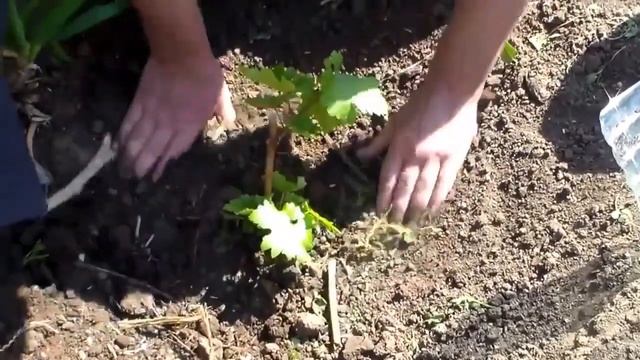 Посадка вегетирующего саженца винограда. смотреть онлайн