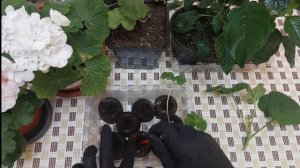 НЕОЖИДАННЫЙ эксперимент укоренения черенков пеларгонии  герани в торфяных таблетках!!