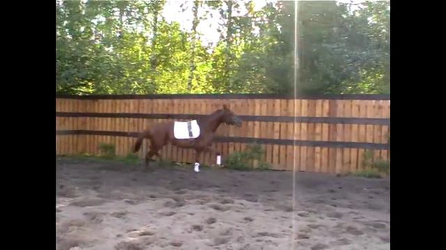 Персида (Енисей - Пеларгония) 2 года смотреть онлайн