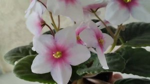 фиалка Bora- Bora