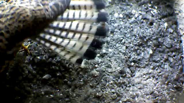 From Internet Camera(Turmfalken[03:1A:A5])2014/07/11,09:15:30_D смотреть онлайн