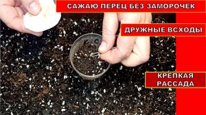 САЖАЮ ПЕРЕЦ БЕЗ ЗАМОРОЧЕК! ПОСЕВ СЕМЯН ПЕРЦА НА РАССАДУ В СТАКАНЧИКИ С ГРУНТОМ ДО ПЕРЕВАЛКИ (1)