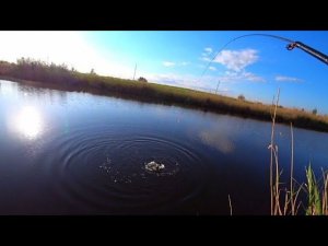 20 МЕТРОВ ОТ ДОМА !!! ЭТИ МОНСТРЫ ГНУТ УДОЧКУ И ТОПЯТ ПОПЛАВОК! СУПЕР РЫБАЛКА НА ПОПЛАВОК!