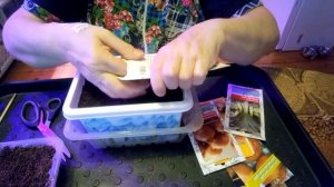 посадка лука чернушки на перо и головку