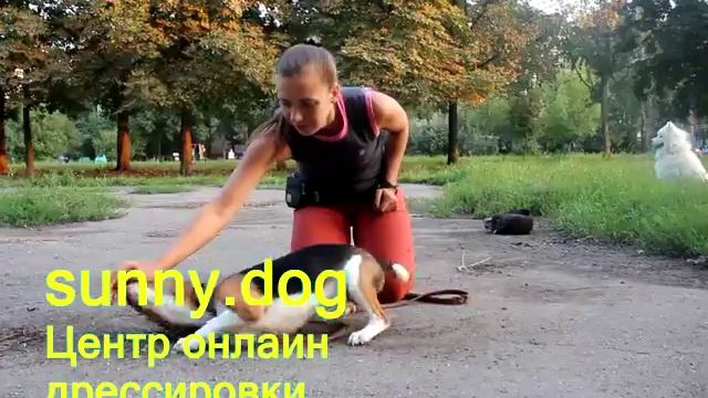 перед тем как заводить собаку  каким хозяином я буду