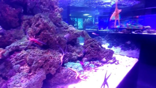 Анапа, экскурсия в океанариум "РИФ". Anapa, excursion to the "RIF" oceanarium. смотреть онлайн