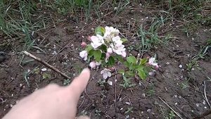 Однолетние карликовые яблони зацвели - что делать