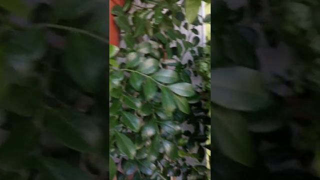 Мурайя смотреть онлайн