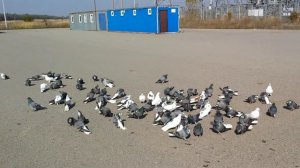 # Pigeons. Голуби Николаевские Серпатые.