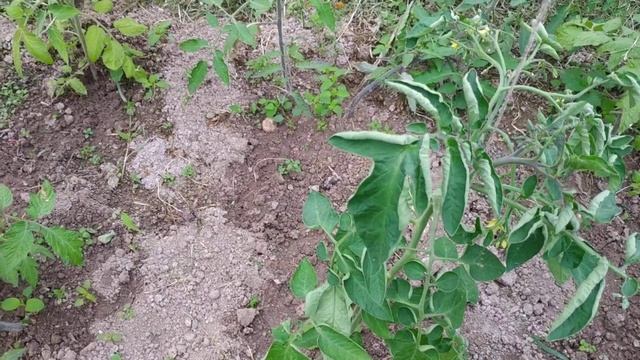 Почему вянут и закручиваются верхушки томатов? смотреть онлайн