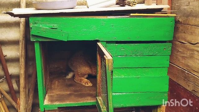 Строительство крольчатника для крола | породы Фландр смотреть онлайн