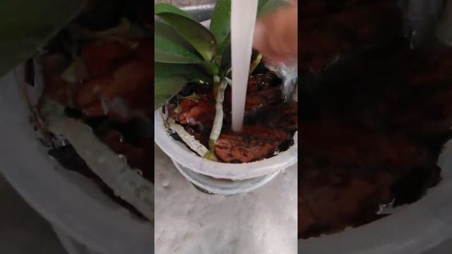 Орхидеи поливаю из под крана .... смотреть онлайн