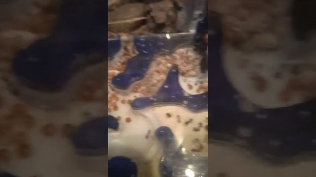 Видео с котами и с муравьями. Кошка Тома, которая пищит всегда. смотреть онлайн