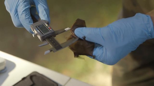 Mammoth Cave National Park смотреть онлайн