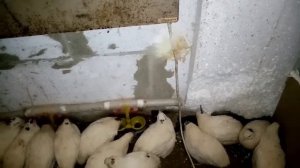 Напольное содержание перепелов. Недостатки напольного содержания.