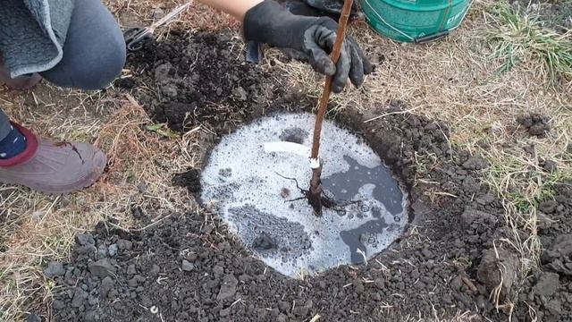 посадка персика Вардени осенью смотреть онлайн