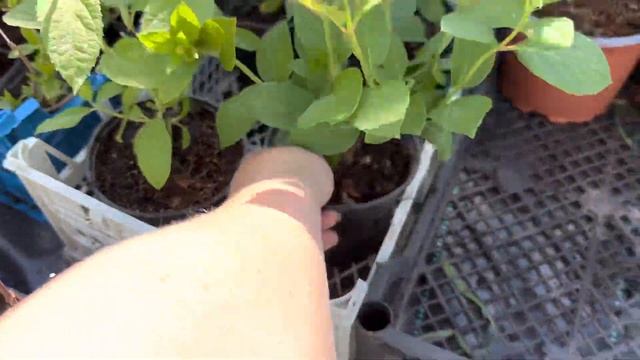 5 низкорослых краснеющих гортензий смотреть онлайн