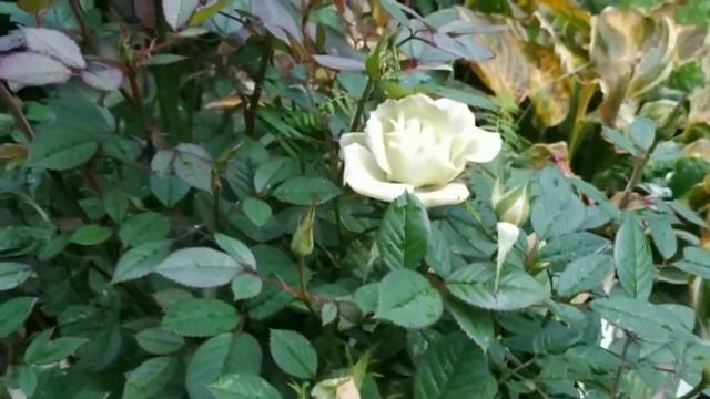 Мифы о покупной земле для пересадки растений / Как сохранить горшечные растения смотреть онлайн