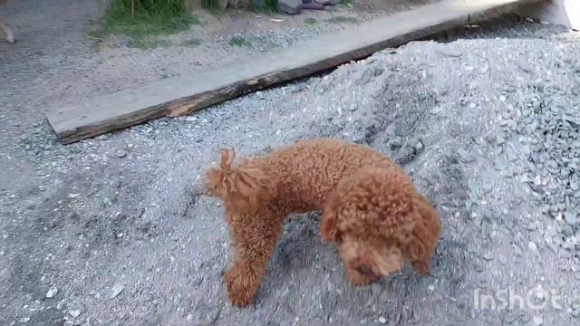 питомник чихуахуа Кастропуло Крым на прогулке, новости продажа щенков +79787458062 #влог #Chihuahua смотреть онлайн