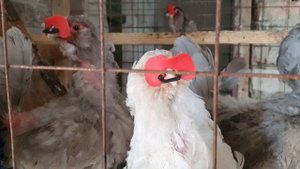 Куриный красный клещ. Как от него избавиться? Часть 2. Chicken red mite. How to get rid of it?